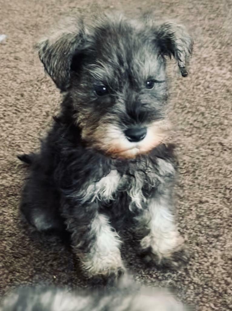 schnauzer puppies for sale
